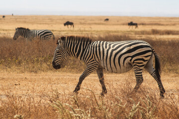 Fototapeta na wymiar Ngorongoro Krater
