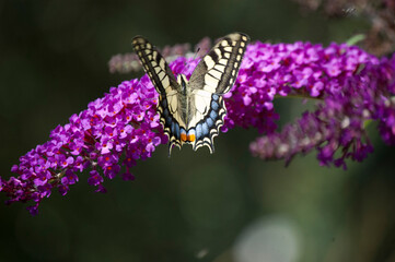 Schöner Schwalbenschwanz-Schmetterling auf einer Sommerflieder-Blüte
