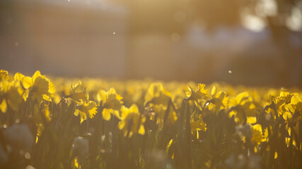 A daffodil field in the afternoon sun with flare
