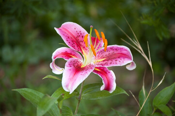 Lilie "Stargazer" Bl&uuml;te in voller Farbenpracht