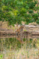 wild royal bengal tiger drinking water and quenching thirst with reflection in natural scenic environment at bandhavgarh national park or tiger reserve madhya pradesh india - panthera tigris tigris