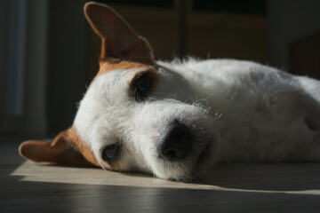 Obraz premium Jack Russell Sonne