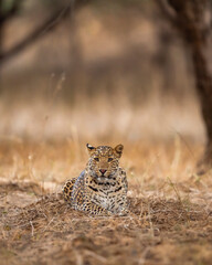 Indian wild male leopard or panther with eye contact during outdoor jungle safari at forest of...