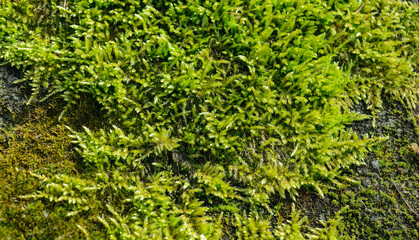 Natural abstract green background from moss on stone