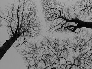 an upwards view of the branches of winter forest trees against a grey sky