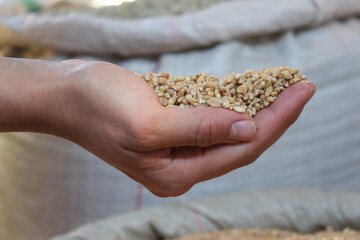 Eine Hand h&auml;lt Getreide hoch