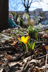 Yellow crocuses and snowdrops bloomed in the spring among the fallen leaves of last year