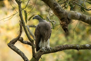 Lesser Fish Eagle or Haliaeetus humilis portrait perched in natural green background at dhikala zone of jim corbett national park or tiger reserve uttarakhand india