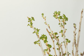 Sticks of black currant with young leaves on a white background