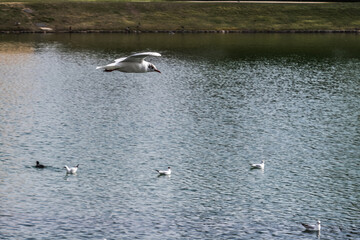 swans on the river
