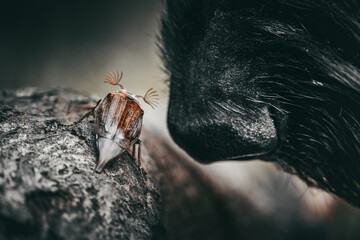 Melolontha MaikÃ¤fer beetle from the back and nose of a dog senses sense olfactory