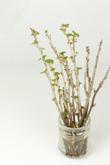 Blooming leaves of currant cuttings in a glass jar on a white background. New seedlings growing process