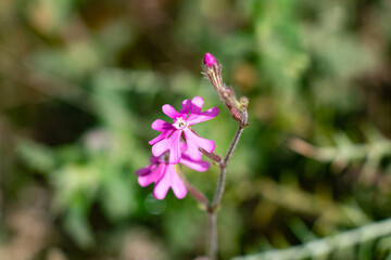 Silene colorata or Silene scabriflora is a species that belongs to the Caryophyllaceae family. It is distributed throughout the Iberian Peninsula.