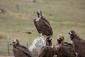 Cinereous Vulture, (Aegypius monachus) in its natural habitat. Wildlife.