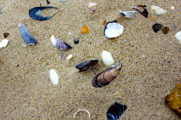 shells on the sand