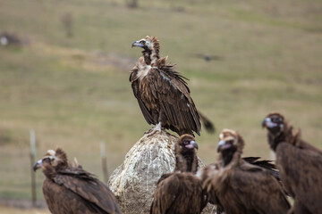 Cinereous Vulture, (Aegypius monachus) in its natural habitat. Wildlife.
