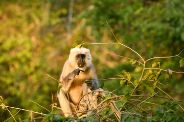 Tarai gray langur or northern plains gray langur or Semnopithecus hector in natural green...