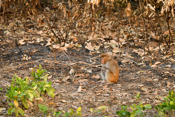 Rhesus macaque or Macaca mulatta monkey baby portrait with cute expressions during winter morning safari at dhikala zone of jim corbett national park or tiger reserve uttarakhand india