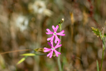 Silene colorata or Silene scabriflora is a species that belongs to the Caryophyllaceae family. It is distributed throughout the Iberian Peninsula.