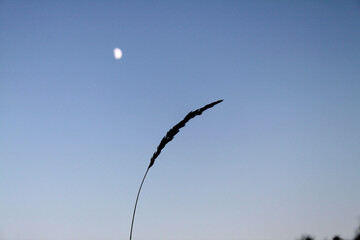 beautiful evening and moon in the sky