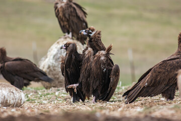 Cinereous Vulture, (Aegypius monachus) in its natural habitat. Wildlife.