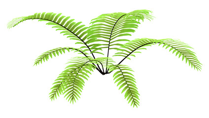 3D Rendering Fern Plant on White