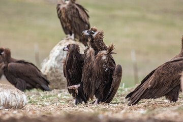 Cinereous Vulture, (Aegypius monachus) in its natural habitat. Wildlife.