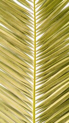  a close up of a pattern of  a phoenix tree leaf