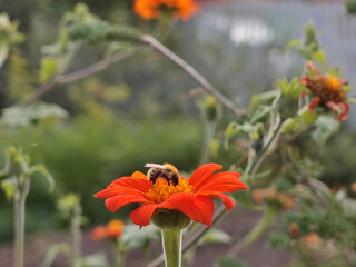 A bee collecting pollen from a red flower