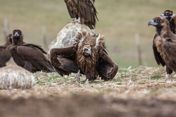 Cinereous Vulture, (Aegypius monachus) in its natural habitat. Wildlife.