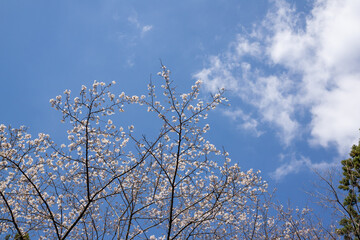 満開の桜