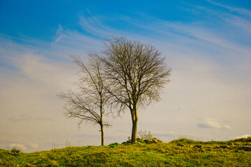 Obraz premium tree in the field