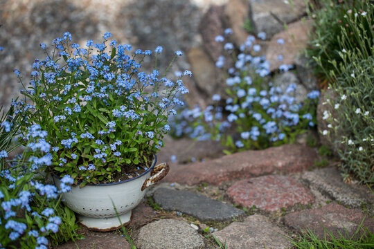 forget-me-not flowers in rustic garden