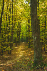 A path through a dark forest, fallen leaves on an autumn sunny day