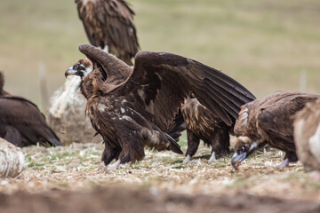 Cinereous Vulture, (Aegypius monachus) in its natural habitat. Wildlife.