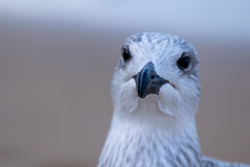 Portrait of young european herring gull on a beach