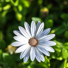 Fototapeta premium Top View. White african daisy flowers