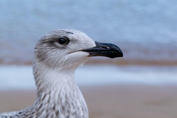 Portrait of young european herring gull on a beach