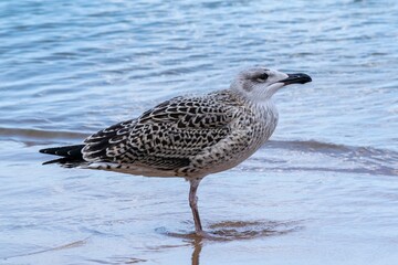 Portrait of young european herring gull on a beach