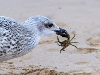 Portrait of young european eat crab