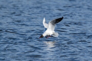 Fototapeta na wymiar Hunting of Black-headed Gull on a lake