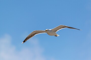 flight of european herring gull