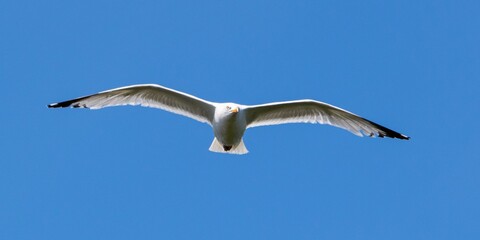 flight of european herring gull