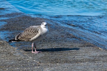Portrait of young european herring gull on a beach
