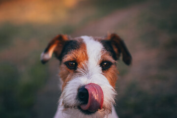 Cute Parson Russell Terrier Natural Portrait with Bokeh Background