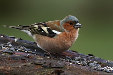 The common chaffinch or simply the chaffinch (Fringilla coelebs) with a sunflower seed sitting on the old branch.