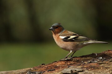 The common chaffinch or simply the chaffinch (Fringilla coelebs) with a sunflower seed sitting on the old branch.