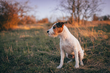 Cute Parson Russell Terrier Sunset Portrait