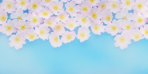 Beautiful pink flowers on blurred light background. Spring floral background with copy space.