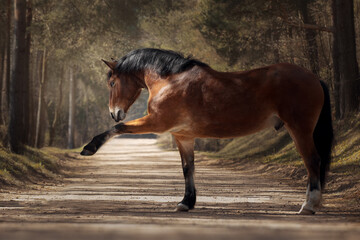 Bay horse playing on the road